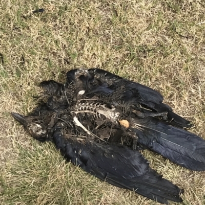 Corvus coronoides / mellori (Australian / Little Raven) at Deakin, ACT - 19 Feb 2022 by Tapirlord