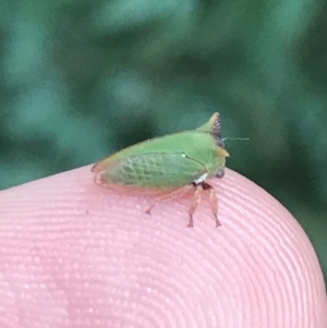 Sextius virescens at Garran, ACT - 17 Feb 2022 04:53 PM