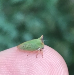 Sextius virescens at Garran, ACT - 17 Feb 2022