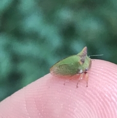 Sextius virescens at Garran, ACT - 17 Feb 2022 04:53 PM