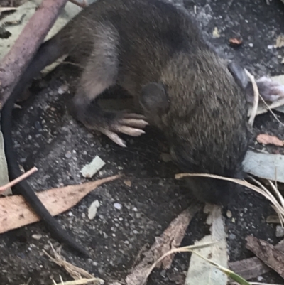 Rattus rattus (Black Rat) at Garran, ACT - 16 Feb 2022 by Tapirlord