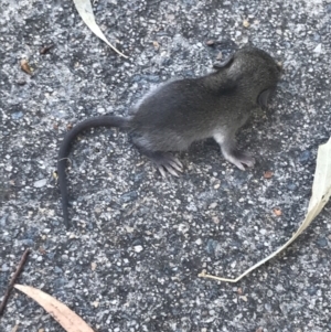 Rattus rattus at Garran, ACT - 16 Feb 2022