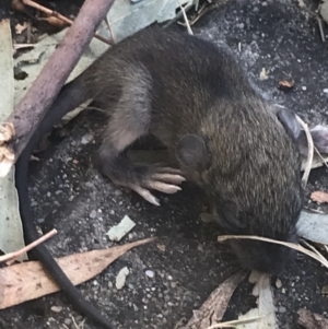 Rattus rattus at Garran, ACT - 16 Feb 2022