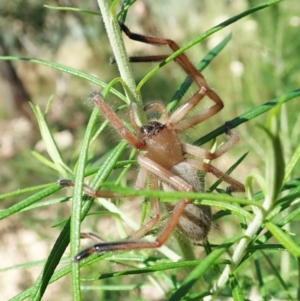 Delena cancerides at Aranda, ACT - 18 Feb 2022 12:01 PM