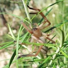 Delena cancerides (Social huntsman spider) at Aranda, ACT - 18 Feb 2022 by CathB