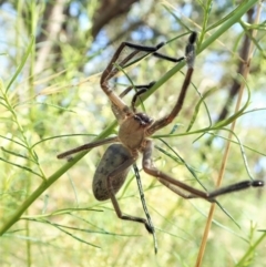 Delena cancerides at Aranda, ACT - 18 Feb 2022 12:01 PM