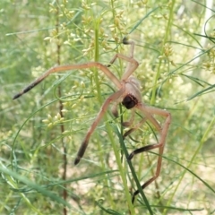 Delena cancerides at Aranda, ACT - 18 Feb 2022 12:01 PM