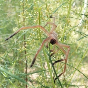 Delena cancerides at Aranda, ACT - 18 Feb 2022