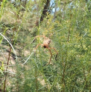 Delena cancerides at Aranda, ACT - 18 Feb 2022