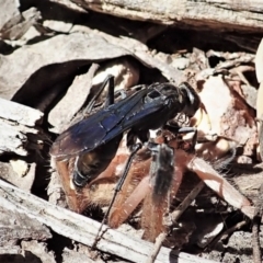Fabriogenia sp. (genus) (Spider wasp) at Aranda Bushland - 18 Feb 2022 by CathB