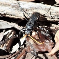 Fabriogenia sp. (genus) at Aranda, ACT - 18 Feb 2022 11:59 AM