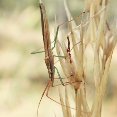 Mutusca brevicornis (A broad-headed bug) at Aranda Bushland - 18 Feb 2022 by CathB