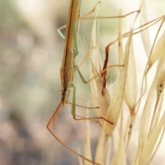 Mutusca brevicornis at Aranda, ACT - 18 Feb 2022