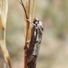 Philobota stella (A concealer moth) at Aranda Bushland - 18 Feb 2022 by CathB