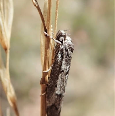 Philobota stella (A concealer moth) at Aranda, ACT - 18 Feb 2022 by CathB