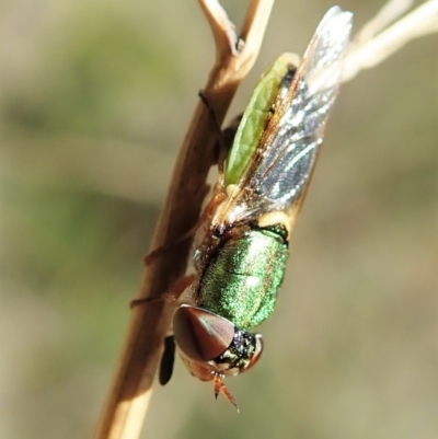 Odontomyia decipiens (Green Soldier Fly) at Cook, ACT - 17 Feb 2022 by CathB