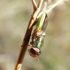 Odontomyia decipiens at Cook, ACT - 18 Feb 2022