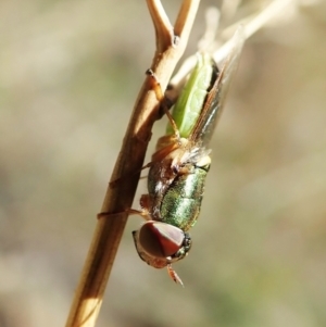 Odontomyia decipiens at Cook, ACT - 18 Feb 2022 10:54 AM