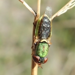 Odontomyia decipiens at Cook, ACT - 18 Feb 2022