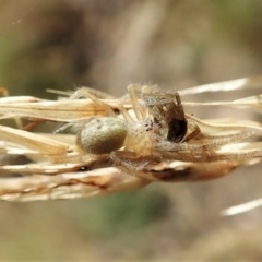 Sparassidae (family) (A Huntsman Spider) at Aranda, ACT - 14 Feb 2022 by CathB