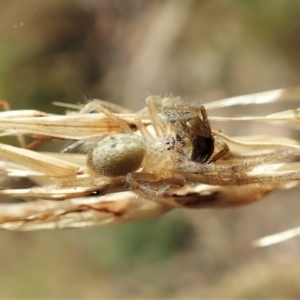 Sparassidae (family) at Aranda, ACT - 14 Feb 2022