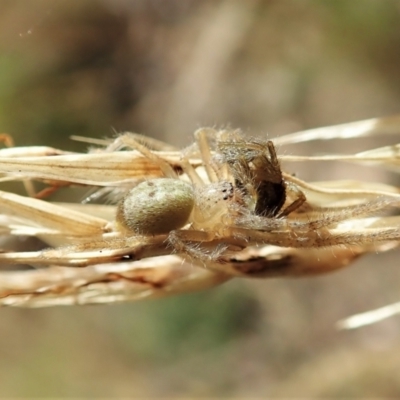 Sparassidae (family) (A Huntsman Spider) at Aranda, ACT - 13 Feb 2022 by CathB