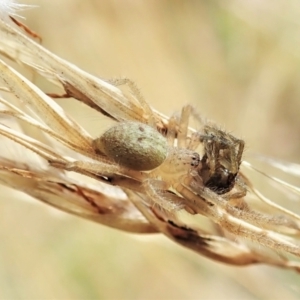 Sparassidae (family) at Aranda, ACT - 14 Feb 2022