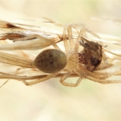 Sparassidae (family) at Aranda, ACT - 14 Feb 2022