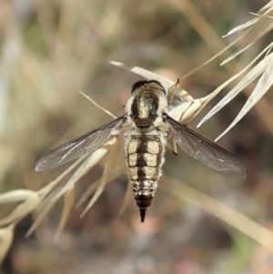 Trichophthalma nicholsoni at Aranda, ACT - 18 Feb 2022