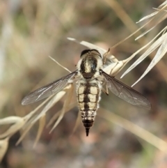 Trichophthalma nicholsoni (Nicholson's tangle-veined fly) at Aranda, ACT - 18 Feb 2022 by CathB