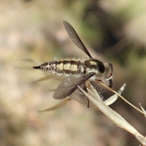 Trichophthalma nicholsoni at Aranda, ACT - 18 Feb 2022