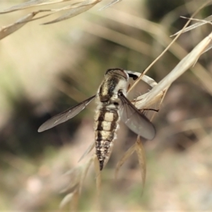 Trichophthalma nicholsoni at Aranda, ACT - 18 Feb 2022