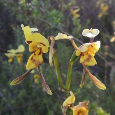 Diuris sulphurea (Tiger Orchid) at Tennent, ACT - 9 Nov 2021 by MichaelBedingfield
