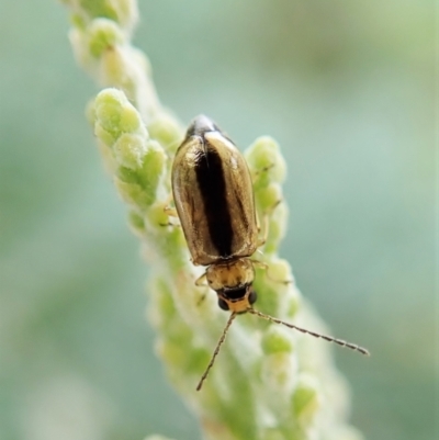 Monolepta froggatti (Leaf beetle) at Aranda Bushland - 20 Jan 2022 by CathB