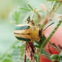 Calomela vittata (Acacia leaf beetle) at Aranda Bushland - 21 Jan 2022 by CathB