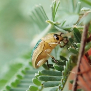 Calomela vittata at Molonglo Valley, ACT - 21 Jan 2022