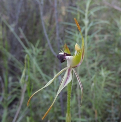 Caladenia parva (Brown-clubbed Spider Orchid) at Tennent, ACT - 9 Nov 2021 by michaelb