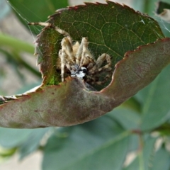 Araneinae (subfamily) at Crooked Corner, NSW - 14 Nov 2017