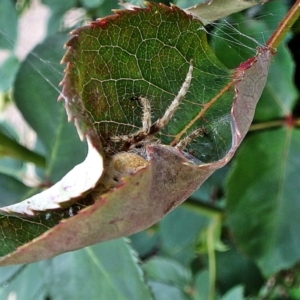 Araneinae (subfamily) at Crooked Corner, NSW - 14 Nov 2017