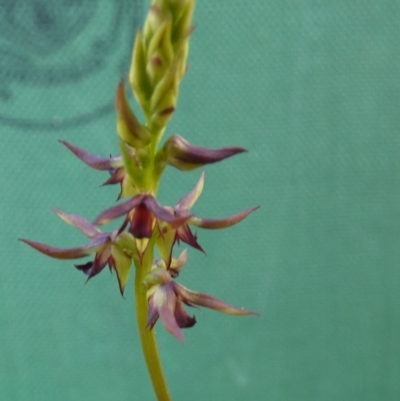 Corunastylis clivicola (Rufous midge orchid) at Bicentennial Park - 19 Feb 2022 by Paul4K