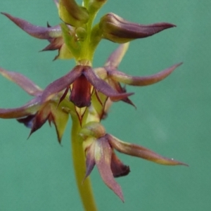 Corunastylis clivicola at Queanbeyan West, NSW - 20 Feb 2022