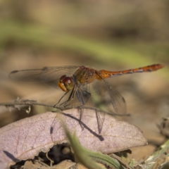 Diplacodes bipunctata (Wandering Percher) at Pialligo, ACT - 20 Feb 2022 by WarrenRowland