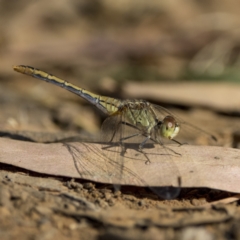 Diplacodes bipunctata at Pialligo, ACT - 20 Feb 2022 08:53 AM