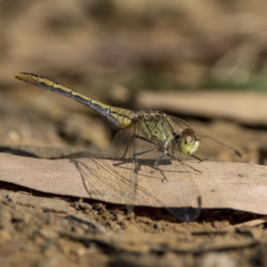 Diplacodes bipunctata at Pialligo, ACT - 20 Feb 2022