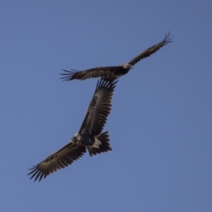 Aquila audax at Pialligo, ACT - 20 Feb 2022 08:58 AM