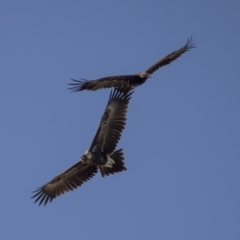 Aquila audax (Wedge-tailed Eagle) at Pialligo, ACT - 19 Feb 2022 by WarrenRowland