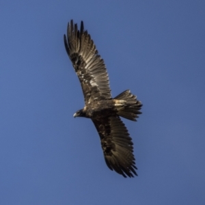 Aquila audax at Pialligo, ACT - 20 Feb 2022 08:58 AM