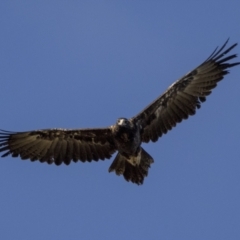 Aquila audax at Pialligo, ACT - 20 Feb 2022 08:58 AM