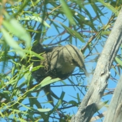 Sturnus vulgaris (Common Starling) at Queanbeyan, NSW - 19 Feb 2022 by Paul4K
