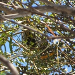 Sturnus vulgaris at Queanbeyan, NSW - suppressed